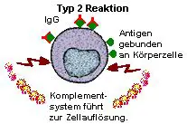Das aktivierte Komplementsystem lst Zellmembranen auf.