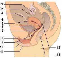 Lngsschnitt zeigt die Lage der weiblichen Sexualorgane