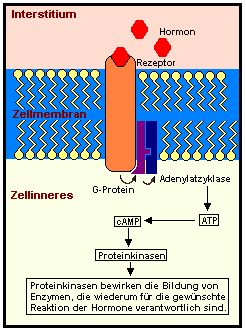 cAMP ist der "second messenger", der im Zellinneren fr die gewnschte Hormonreaktion sorgt.