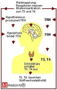 Regelkreis fr die Schilddrsenhormone T3 und T4.