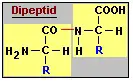 Ein Dipeptid setzt sich aus zwei Aminosuren zusammen.