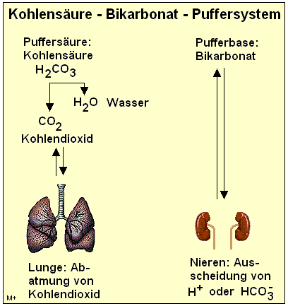 Kohlensure - Bikarbonat - Puffersystem