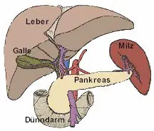 Der Pankreas ist die wichtigste Verdauungsdrse