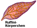 Ruffini-Krperchen sind Wrme-Rezeptoren.