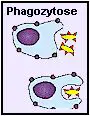 Die Phagozytose gehrt zur unspezifischen zellulren Abwehr.