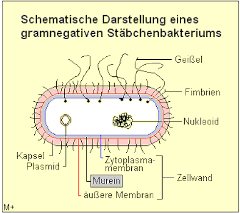 Schematische Darstellung eines Stbchenbakteriums