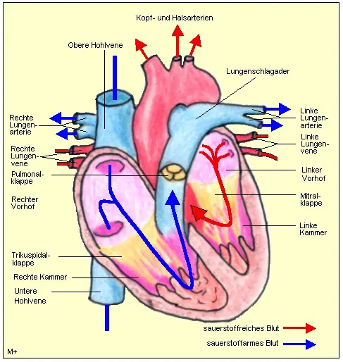 Der Herzmuskel versorgt zwei ineinandergreifende Kreislufe mit Blut.