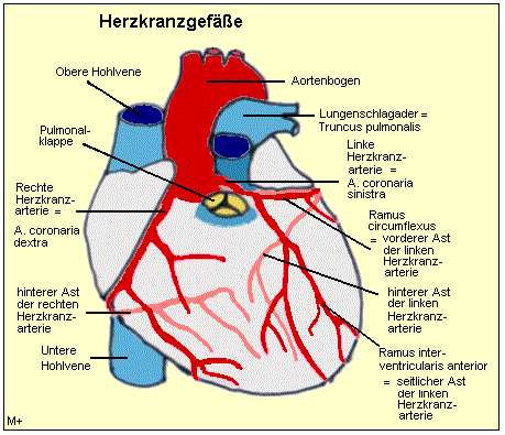 Die Herzkranzgefe versorgen den Herzmuskel mit Blut.