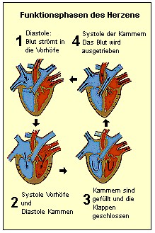 Die Herzttigkeit in vier Phasen