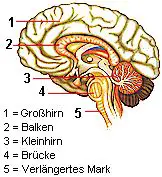 Grohirn, Kleinhirn, Brcke und verlngertes Mark bilden das Gehirn des Menschen.