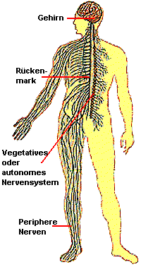 Der Krper ist von einem Geflecht von Nervenzellen durchzogen, die Bewegung und innere Funktionen steuern.