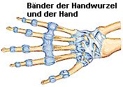 Bnder der Handwurzel und der Hand