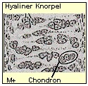 Hyaliner Knorpel