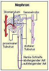 Nierenkrperschen und Tubulusapparat bilden zusammen das Nephron.