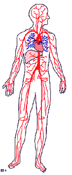 Arterien des Krperkreislaufs